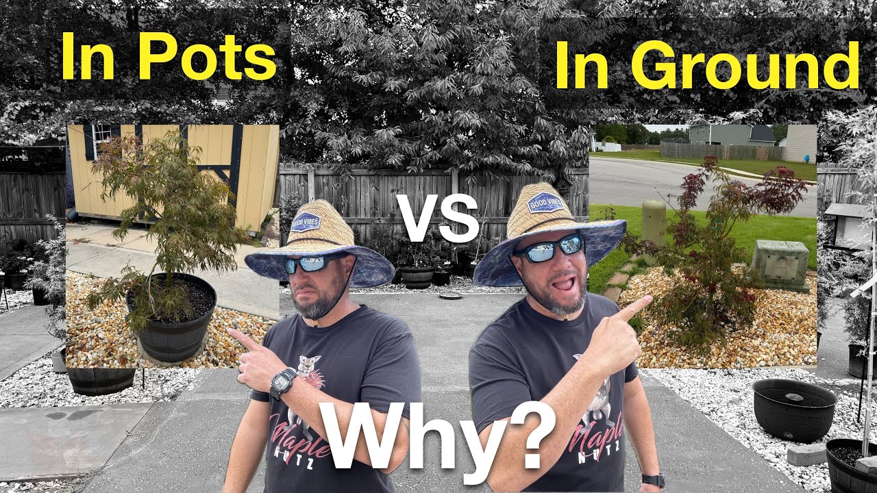 3 Reasons Why Your Japanese Maple Grow Faster In The Ground