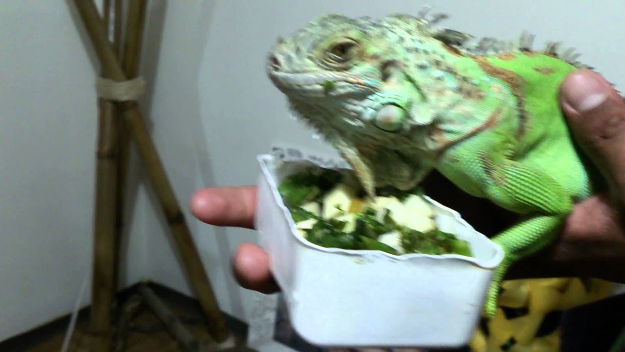 iguana que comen