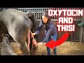 What if the afterbirth wont come off? | Friesian Horses