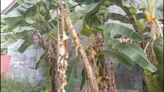 kebon pisang