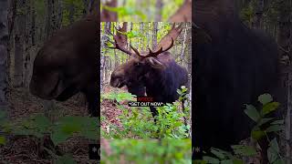 Hiker Vs Wild Moose! 🌲