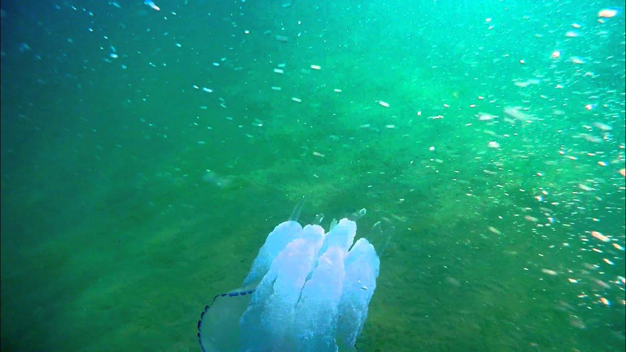 Медузы в чёрном море у берега. Маленькие медузы в черном море. Корнерот в черном море. Купание с медузами. Что плавает в черном море.