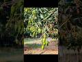 🥭 Mango season is here. #mangoorchard #mangoplantation #mangoseason #farming #farmlife