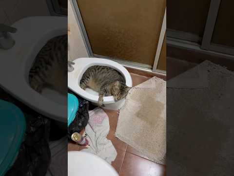 Кошки сделали свой выбор #shorts