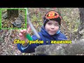 Сбор грибов - вешенки #взрослыеидети