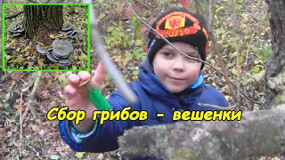 Сбор грибов - вешенки #взрослыеидети