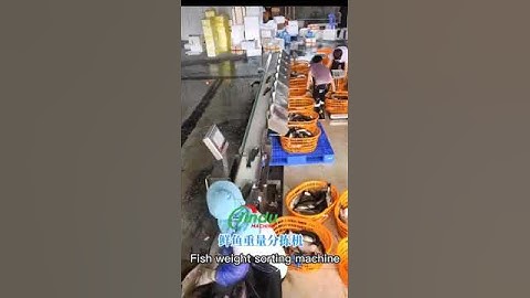 Fish processing weight sorting machine sorter grader #machine #machinery #fish #food  #fruit