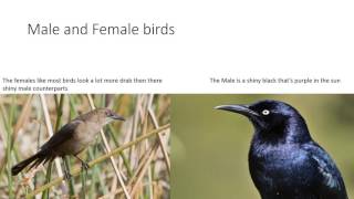 The mexican grackle project