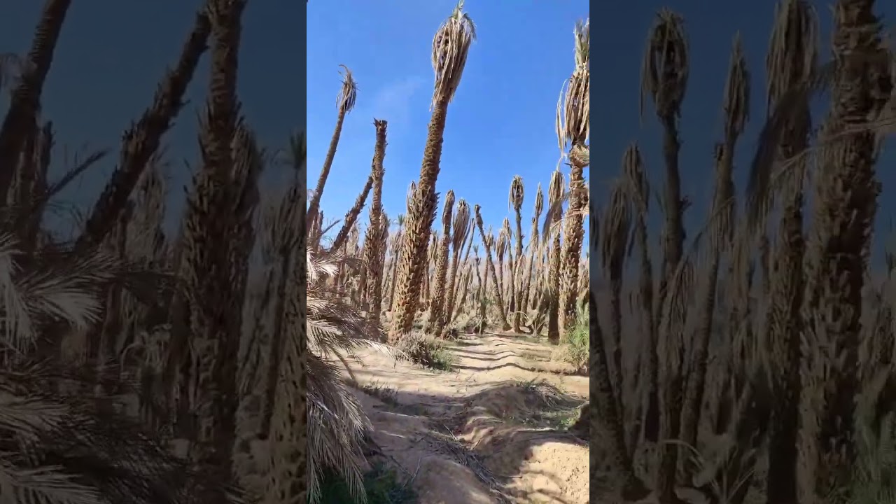 فولكلور الطحين Folklore Zagora Maroc