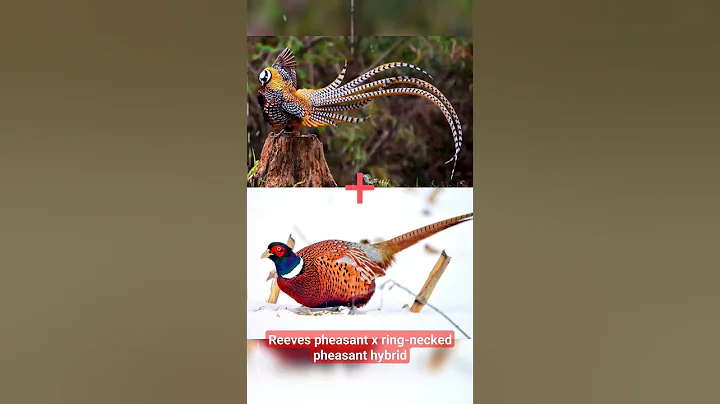 Reeves pheasant x ring-necked pheasant hybrid #chicken #hybrid #pheasant #Reeves - DayDayNews