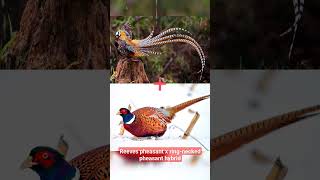 Reeves pheasant x ring-necked pheasant hybrid #chicken #hybrid #pheasant #Reeves