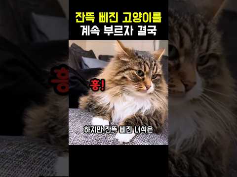 잔뜩 삐진 고양이를 계속 부르자 결국 #고양이 #냥이 #웃긴동물 #동물영상 thumbnail