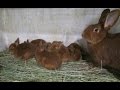 Кролики НЗК. Рождественские крольчата (25 дней)