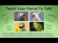 Teach your parrot to talk and say common phrases play this on loop while away  female voice
