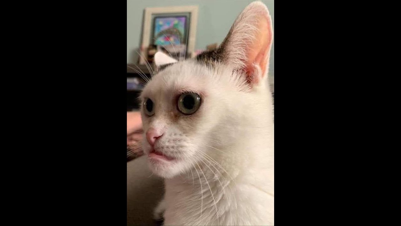 funny cat | Funny Cambo |