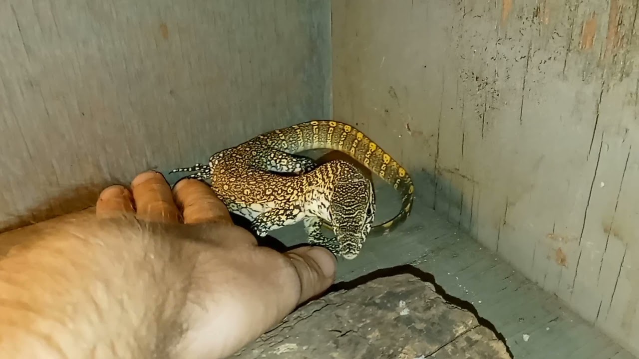 Nile Monitor Echo better demonstrating how to pick up your new lizard properly.
