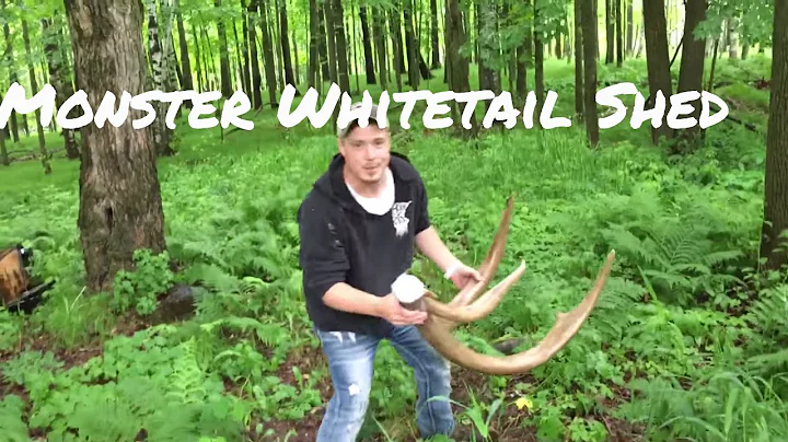Biggest whitetail deer shed ever !