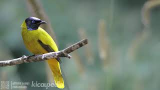 Download Lagu suara burung apa ni MP3