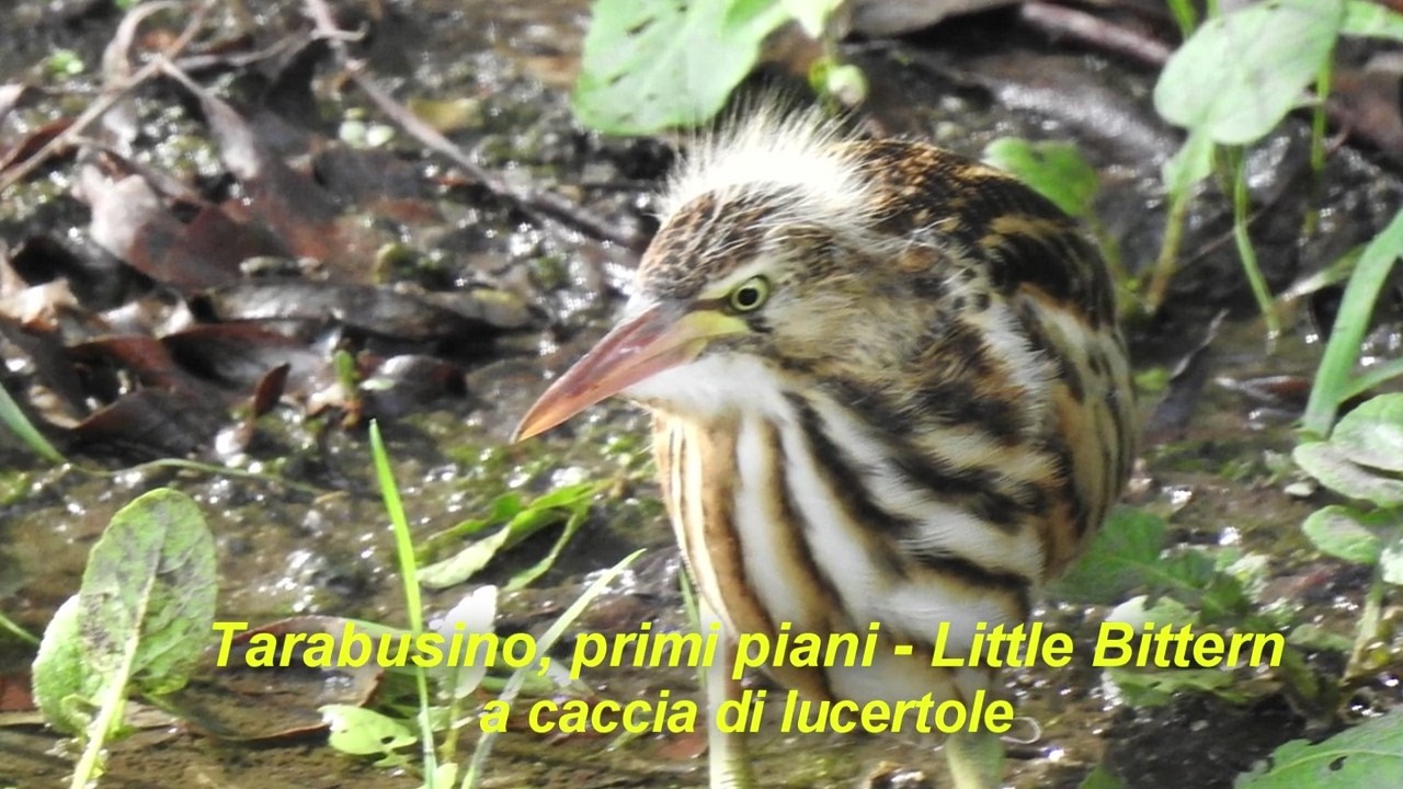 Il Tarabusino, a caccia di lucertole.