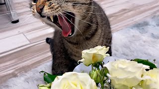 I Didn't Expect My Cat Javelin to Do That to My Flowers! by My Cat Javelin 424 views 1 year ago 55 seconds