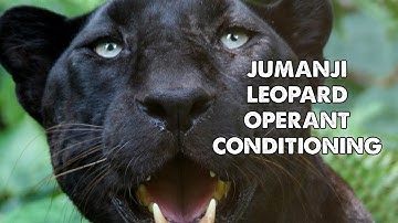 Jumanji Leopard Operant Conditioning GoPro