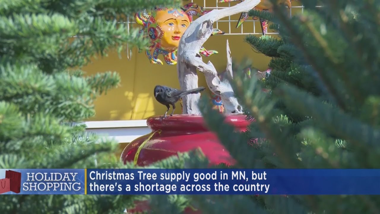 Christmas Tree Shortage Across The U.S. YouTube