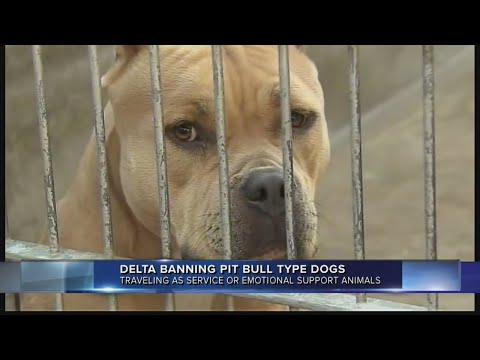 Video: Delta Airlines Förbjuder Pit Bull Servicehundar På Flygningar