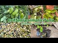 The secret you must know about griffonia simplicifolia