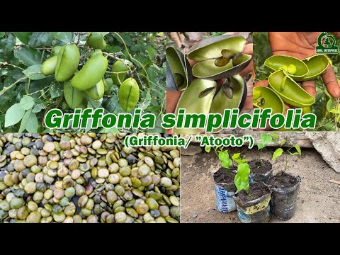 Video: Griffonia Simplicifolia yetişdirə bilərsinizmi: Griffonia Simplicifolia Bitkiləri haqqında məlumat əldə edin