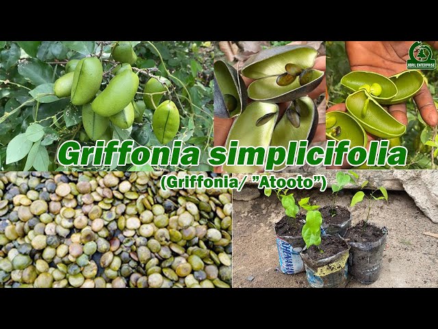 The secret you must know about Griffonia simplicifolia. 