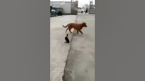 Il cane viene morso