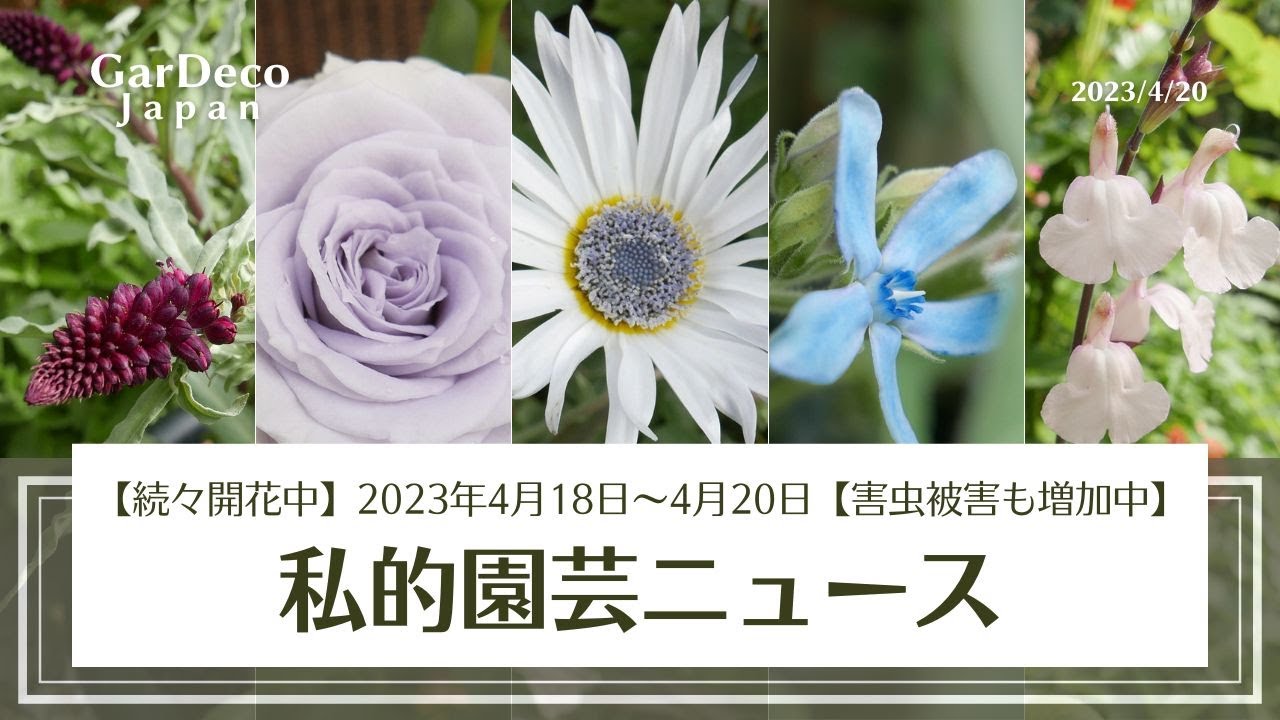 続々開花中】私的園芸ニュース（2023年4月18日～4月20日）【害虫被害も