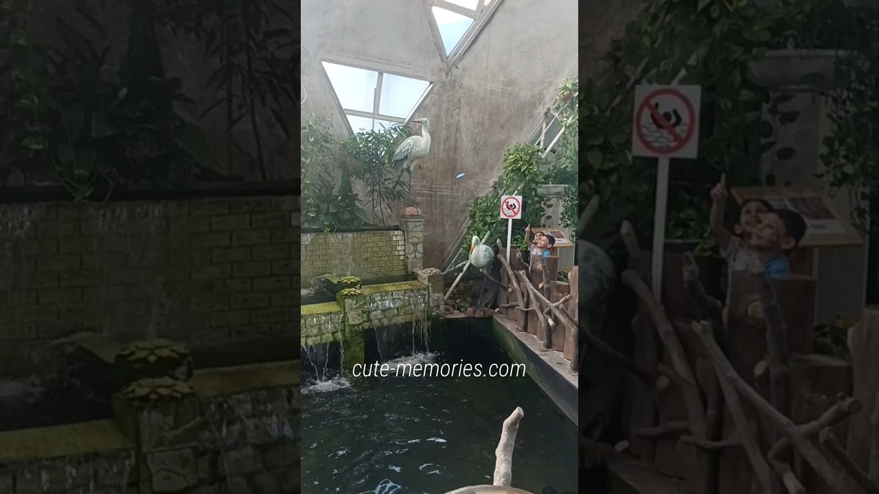 Tukoh Taka - Fish 🐠 pool in Dubai Butterfly 🦋 Garden | #butterfly #dubaigarden #dubaitravel