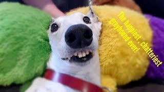 ASMR Dog - The happiest, chatteriest, teefiest greyhound ever?