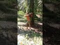 muat buah sawit di mando
