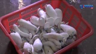 Mushroom cultivation practices - Express TV