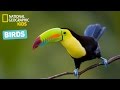 Birds: Characteristics and Habitats