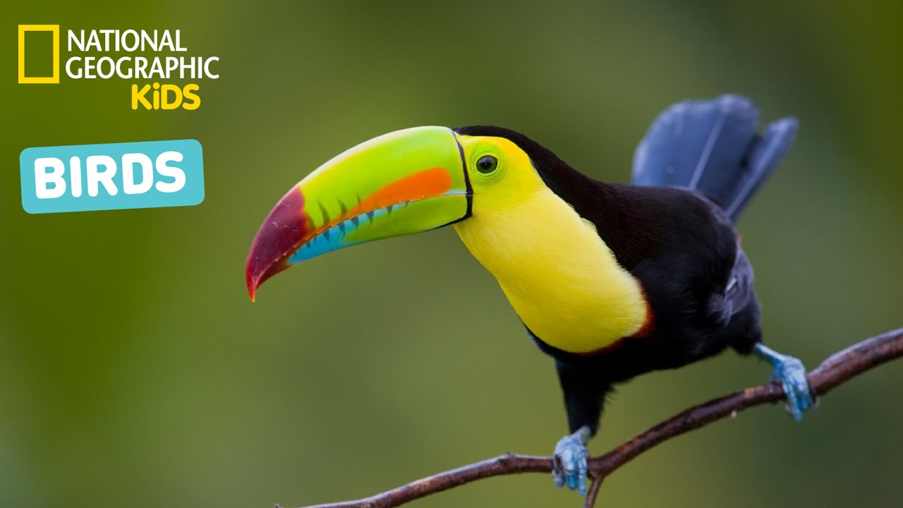 Identify Fun Facts About Birds | Nat Geo Kids Birds Playlist