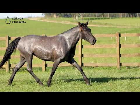 LOTE 18 - Yucuman da Primavera