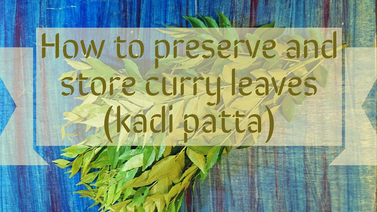 How To Preserve And Store Curry Leaves kadi Patta How To Keep Curry how-to-preserve-and-store-curry-leaves-kadi-patta-how-to-keep-curry