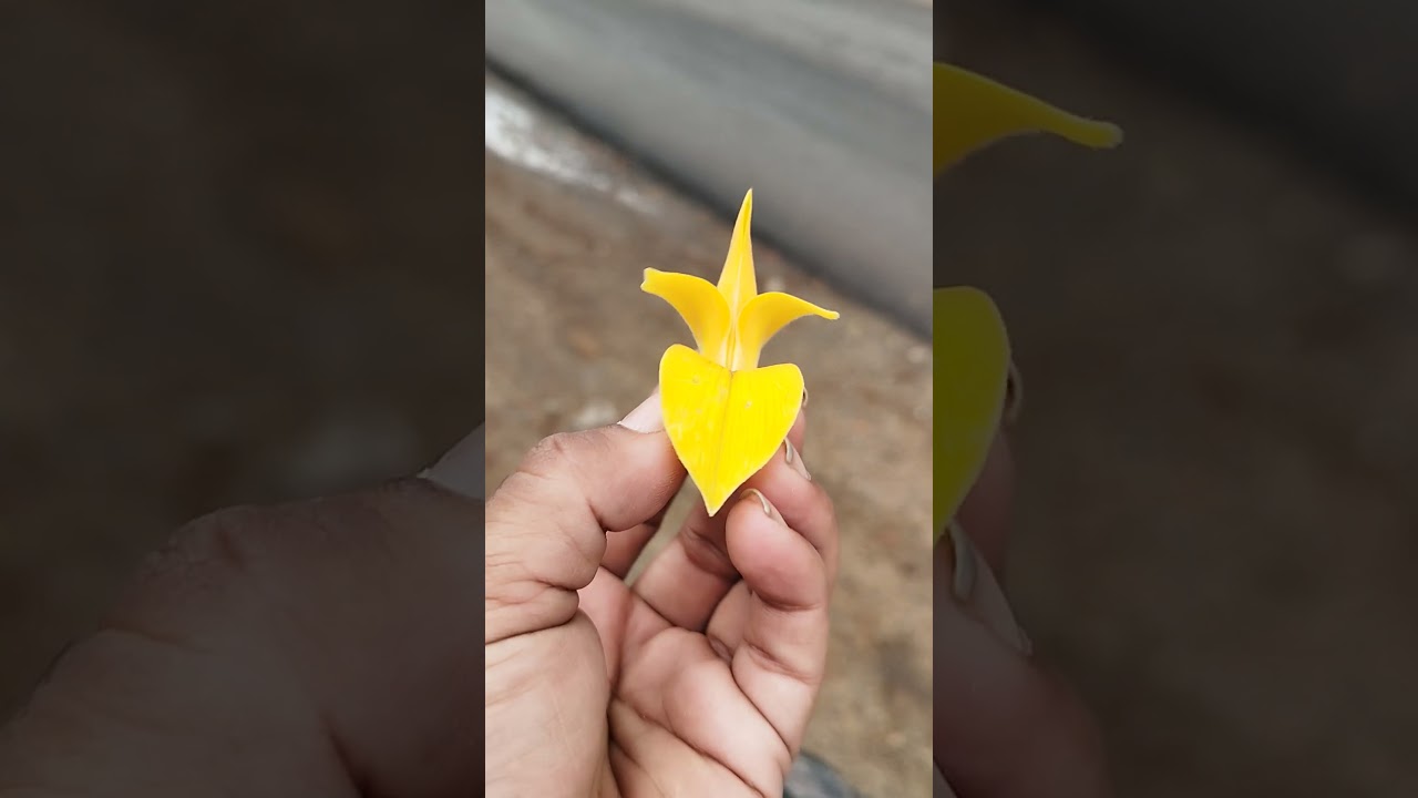 Three Types of Palash Flowers