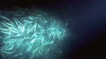 Overfishing - excerpt from Planet Ocean the movie