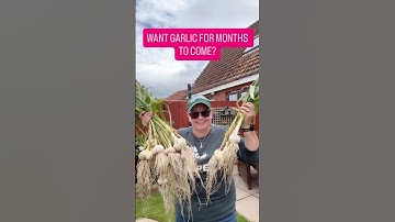 Knoflook geoogst? Zo bewaar je het