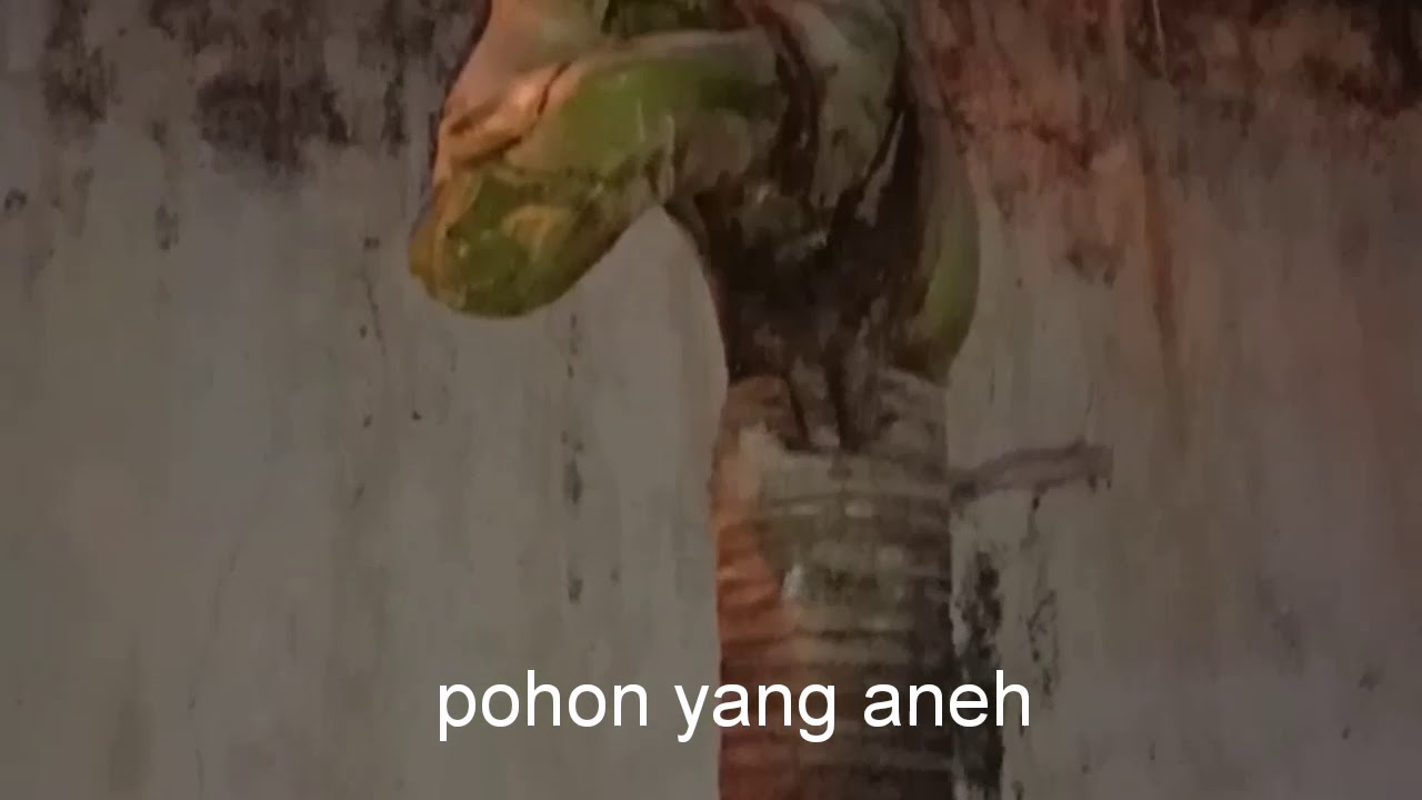  Pohon aneh yang yg ada didekat jati sari YouTube