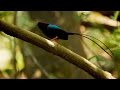 Manakin Mating Song and Dance