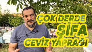 Ceviz Yaprağı Çok Derde Şifa! | Ceviz Yaprağının Faydaları. Resimi