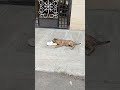 Dog on the footpath playing with crocs#like#share#subscribe #viral