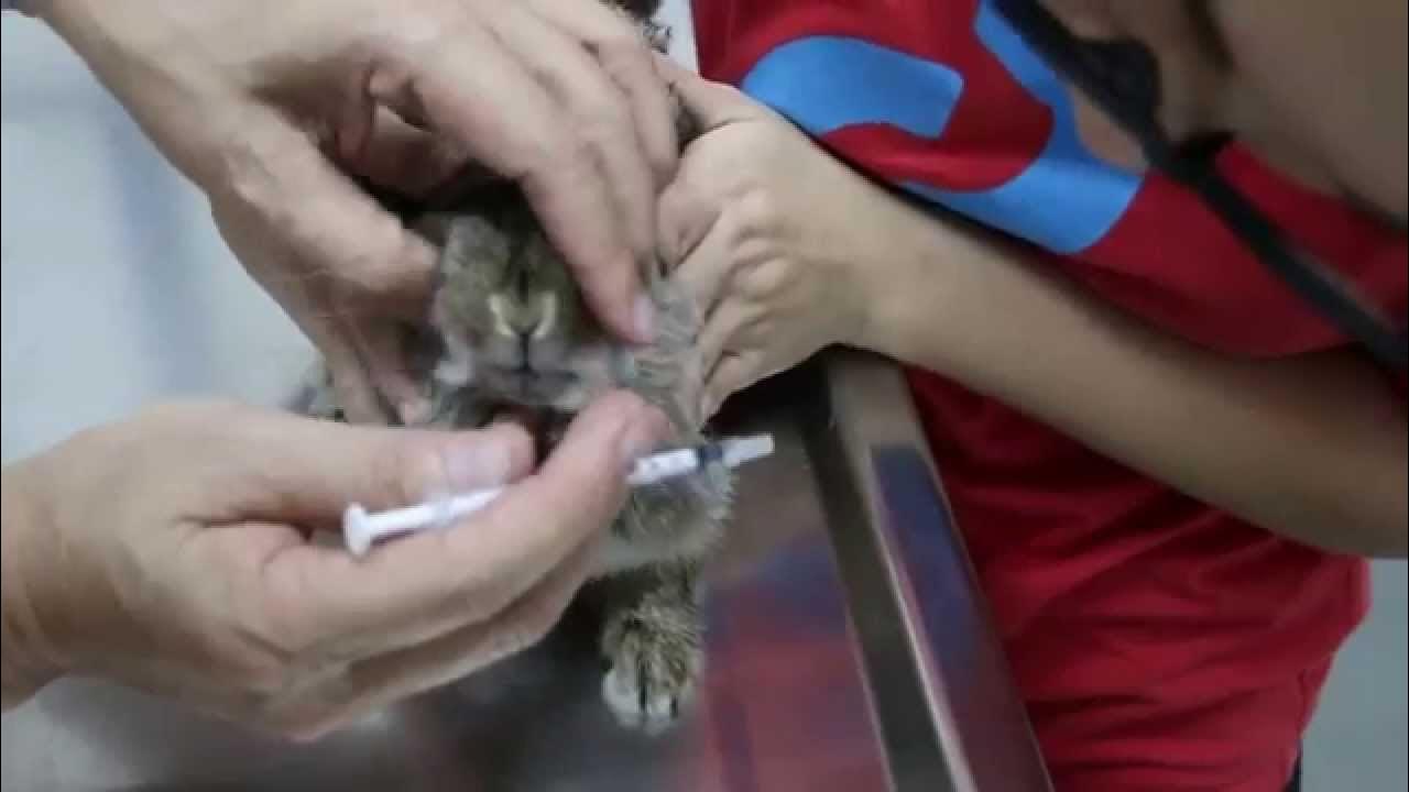 How to take care of a rabbit after spaying YouTube