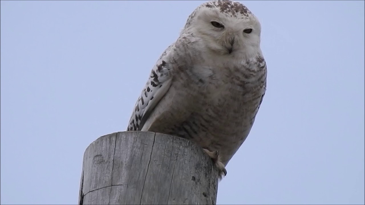 Snowy Owl near Port Elgin, Ontario