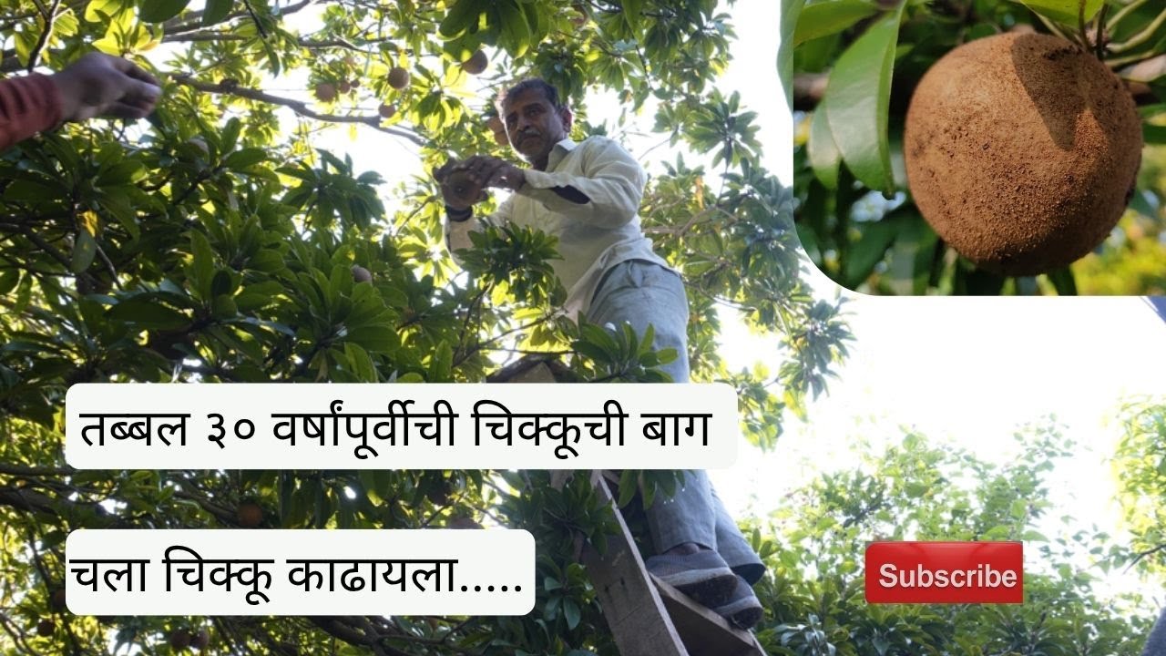 तब्बल ३० वर्षांपूर्वीची चिकूची बाग आणि चिकू काढण्याची पद्धत! | Chikoo Farming & Harvesting 